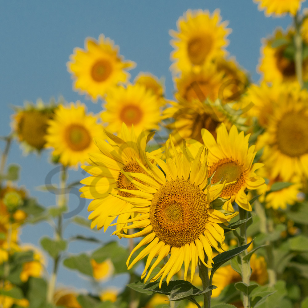 Sunflowers blue sky vrivdb
