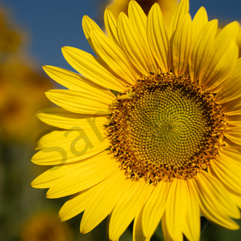 Sunflower foreground blue sky mq6sdx