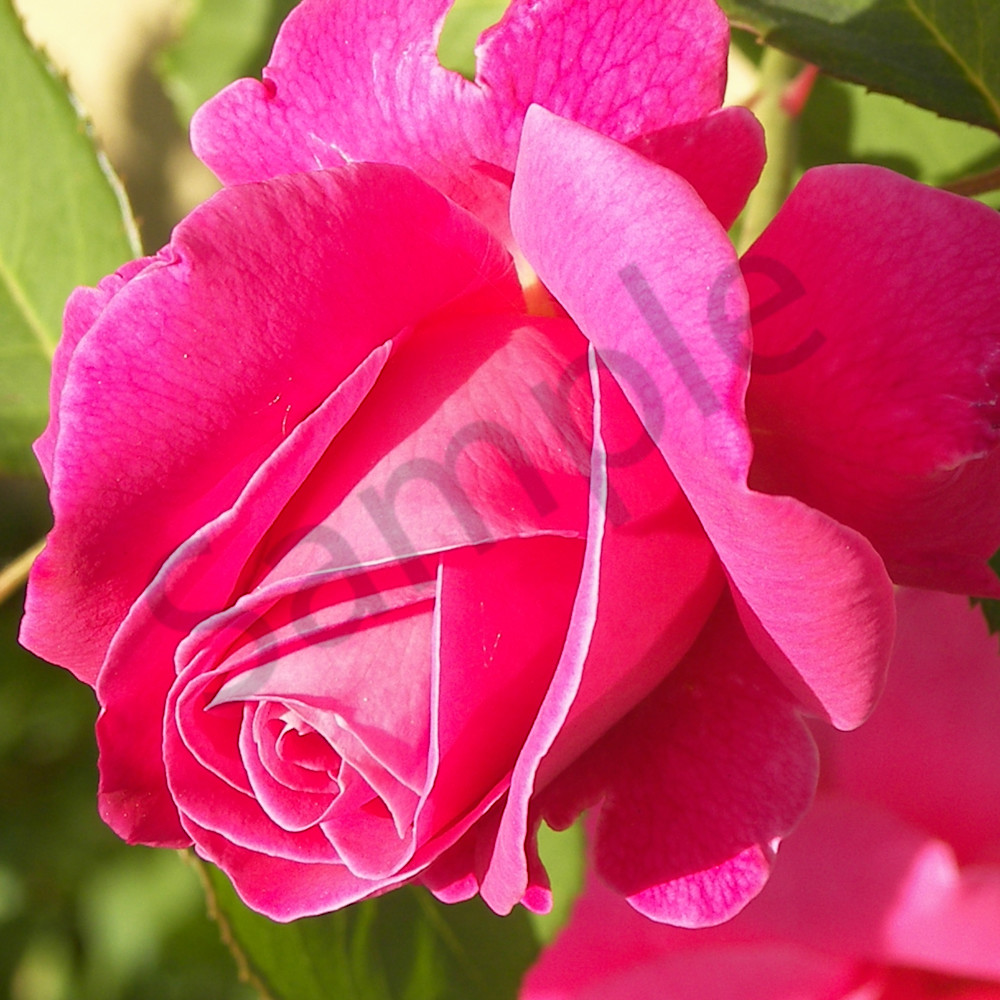 Beautiful rose mjnhjz