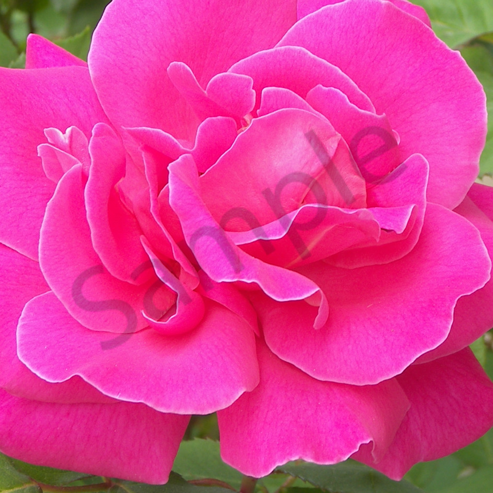 Ravishing roses 1 c815et