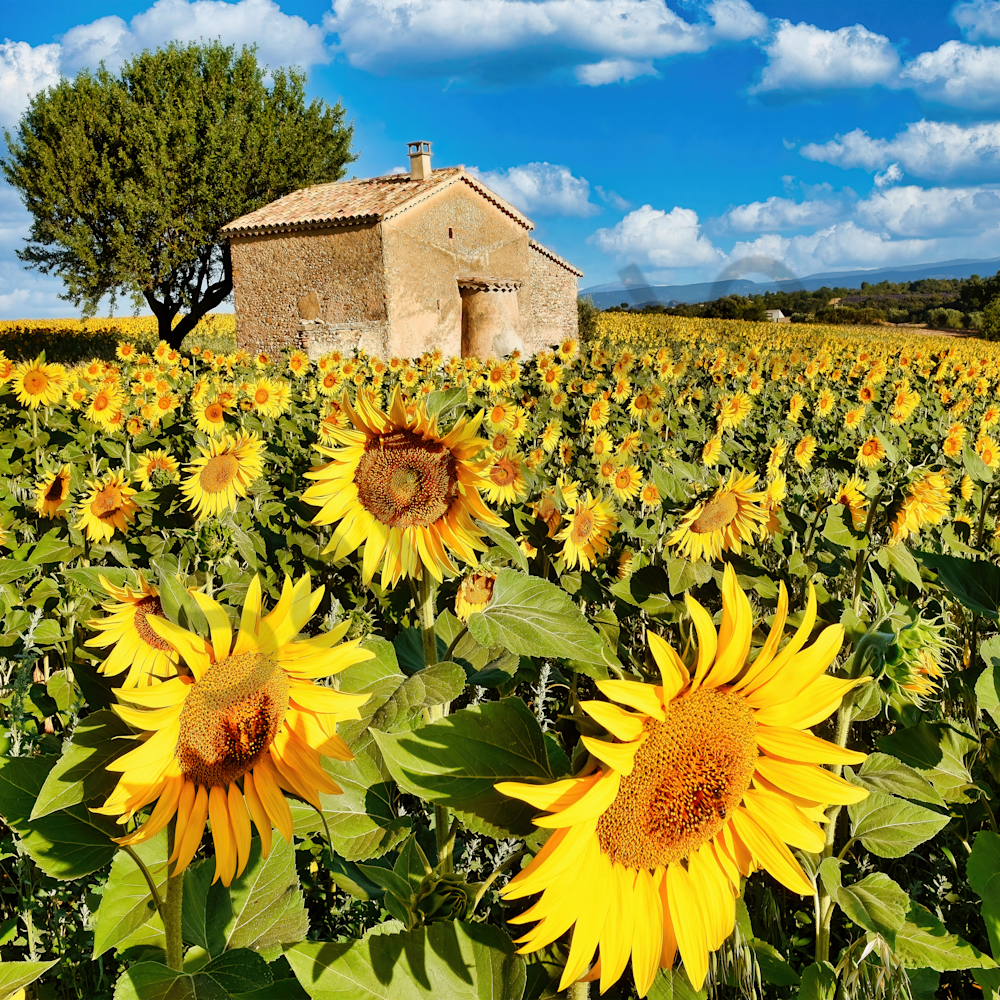 Stone house and sunflowers in provence france pvrdtr
