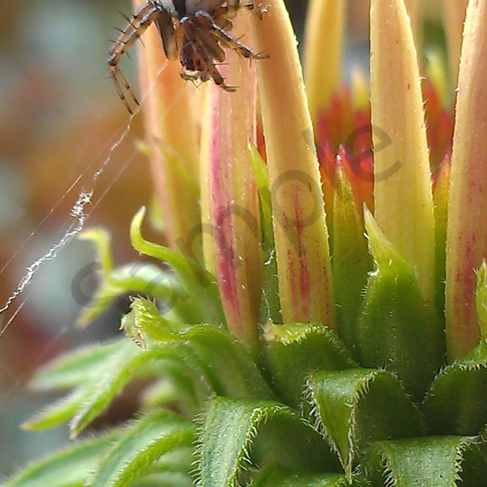 Imag5228 300 spider on flower gztnoh