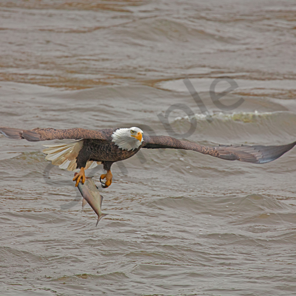 Natural fishing eagle mississippi river q2uziq