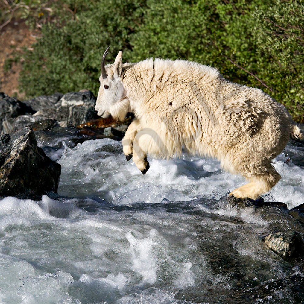 4861 goat jumping river 4x6 kwbzxh