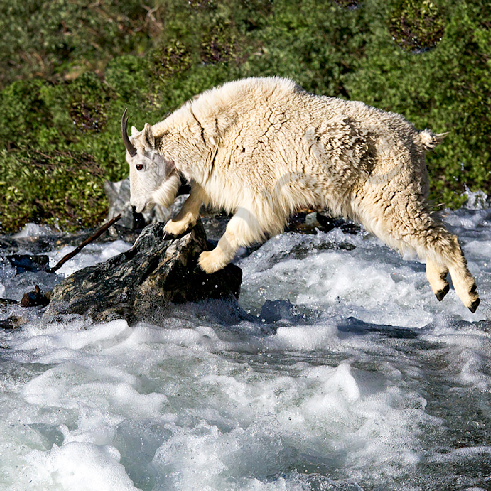 4862 goat jumping 4x6 retouch ead88a