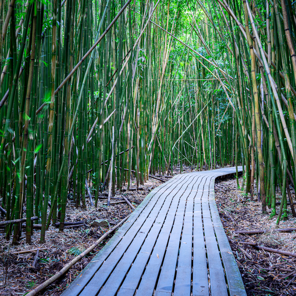 Bamboo forest ll140 1 qx9mnj