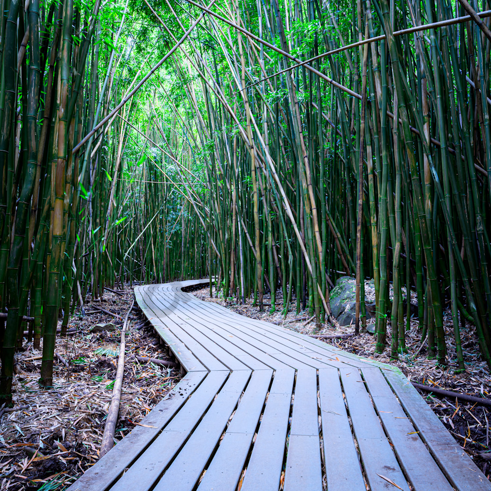 Bamboo forest vertical ll146 1 awz9ee