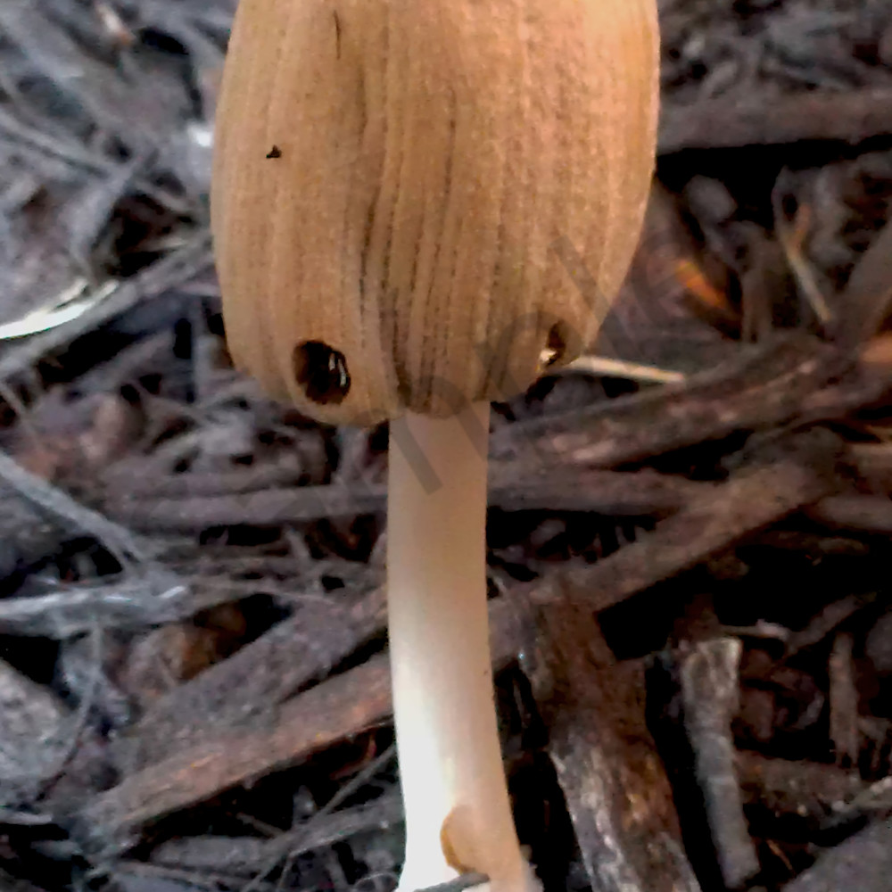 Imag5494  mushroom denoiseai clear alckmi