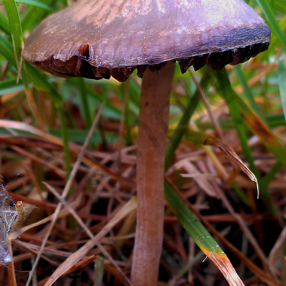 Imag4056  mushroom denoiseai clear dnqczm