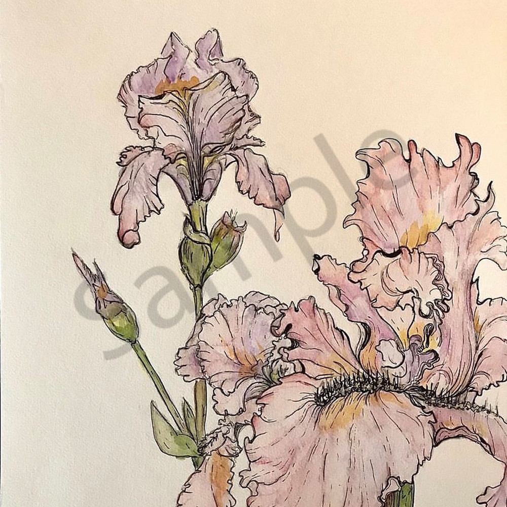 Bearded iris 1 wmiuuh
