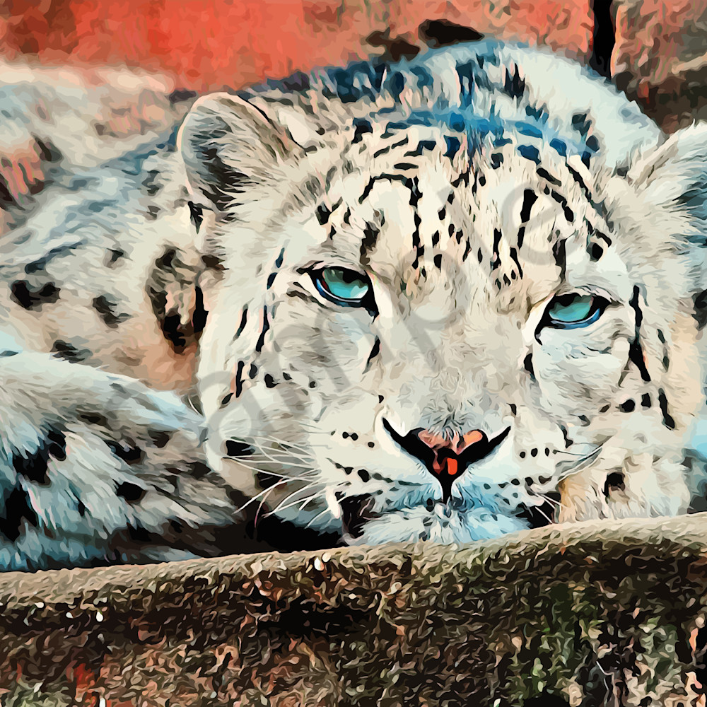 Snow leopard lrbywg