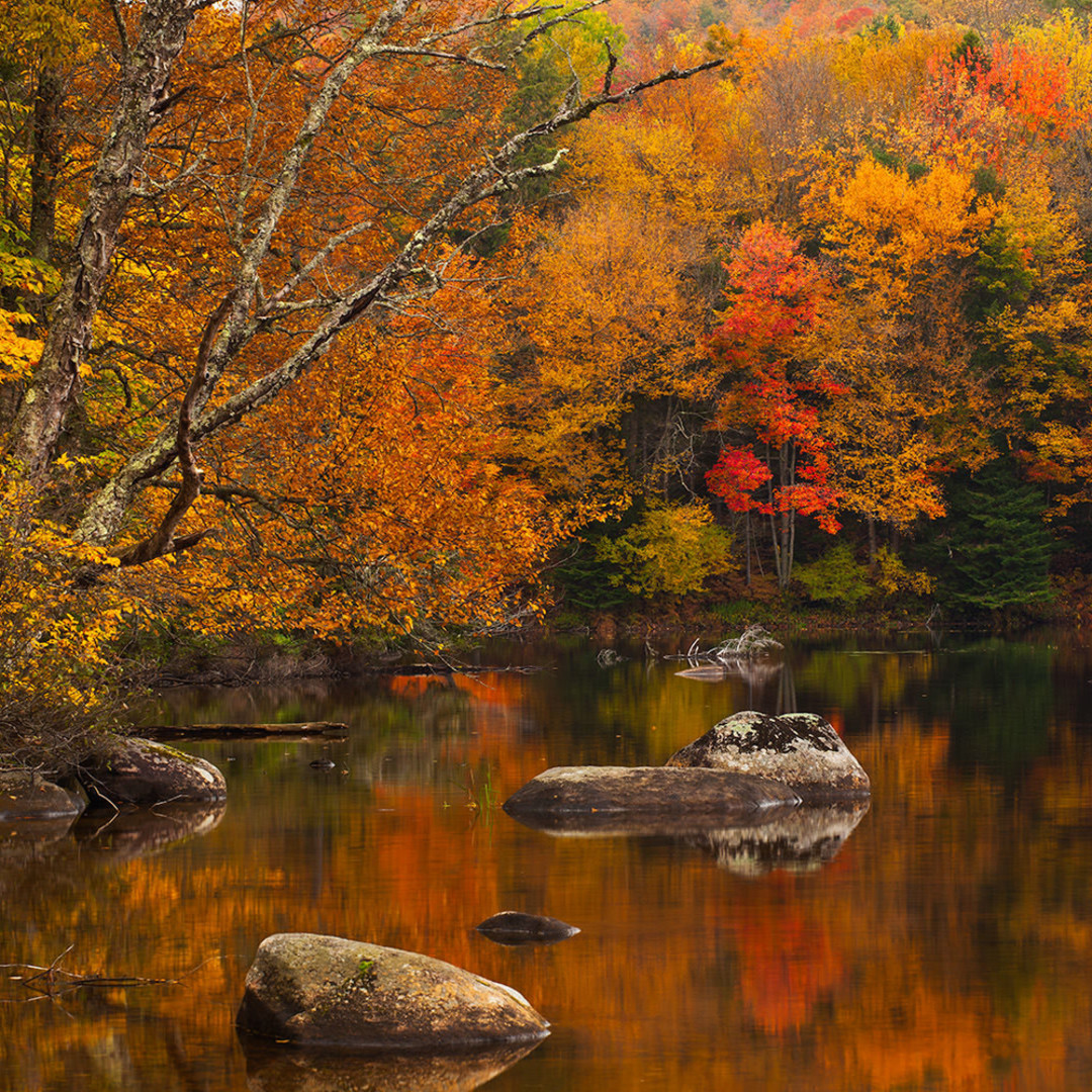 An Autumn Pond Art | Scott Cordner Photography