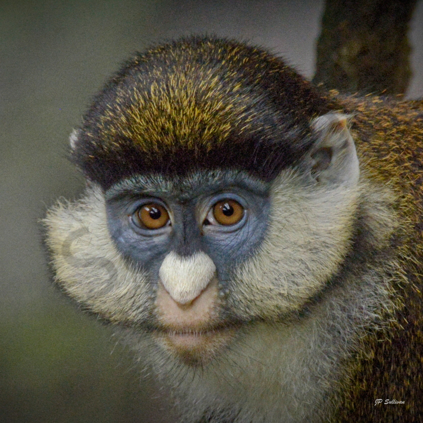 Monkey eyes monkey animal wildlife prints