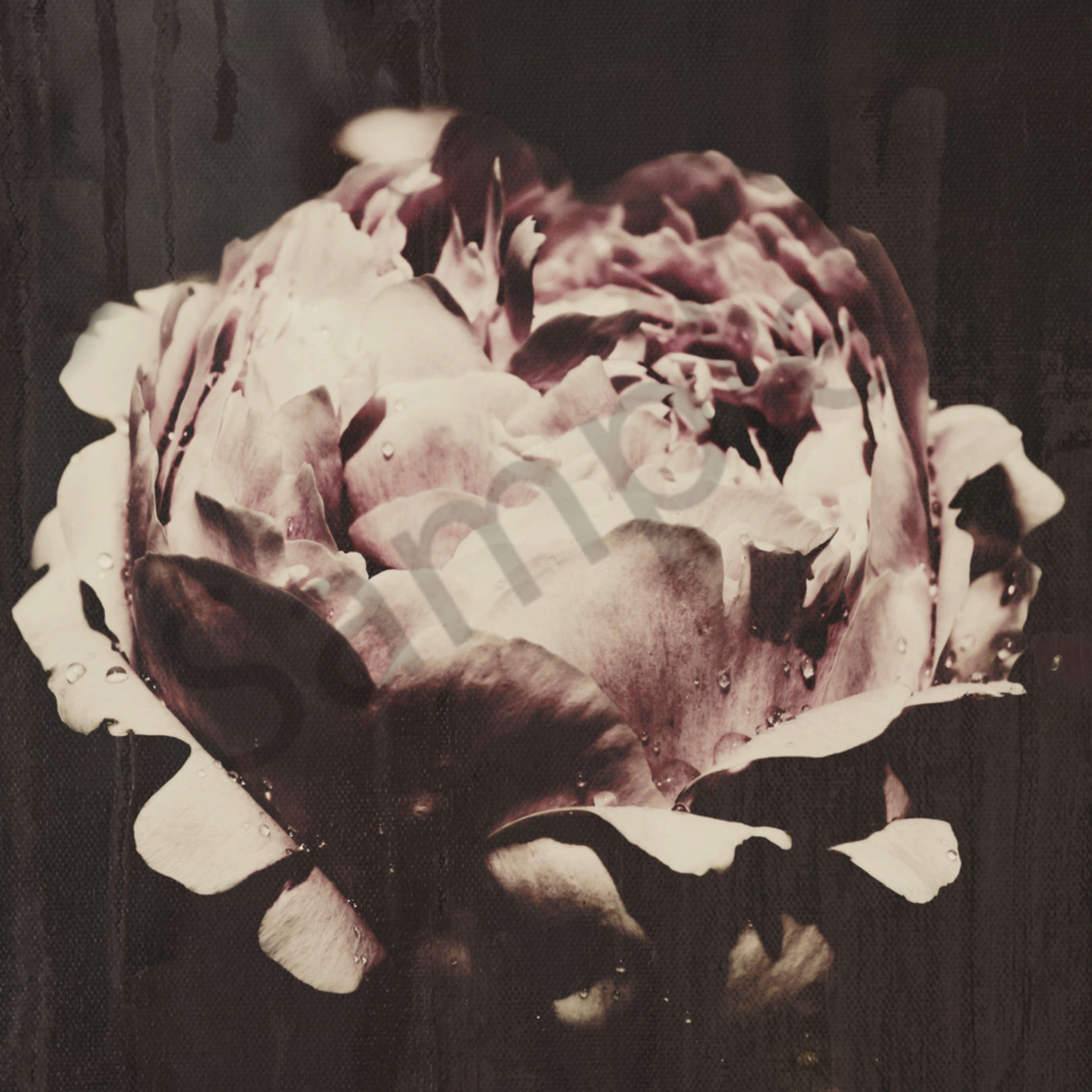 Conceptual Abstract Moody Floral Art Photograph Of A Muted Pink