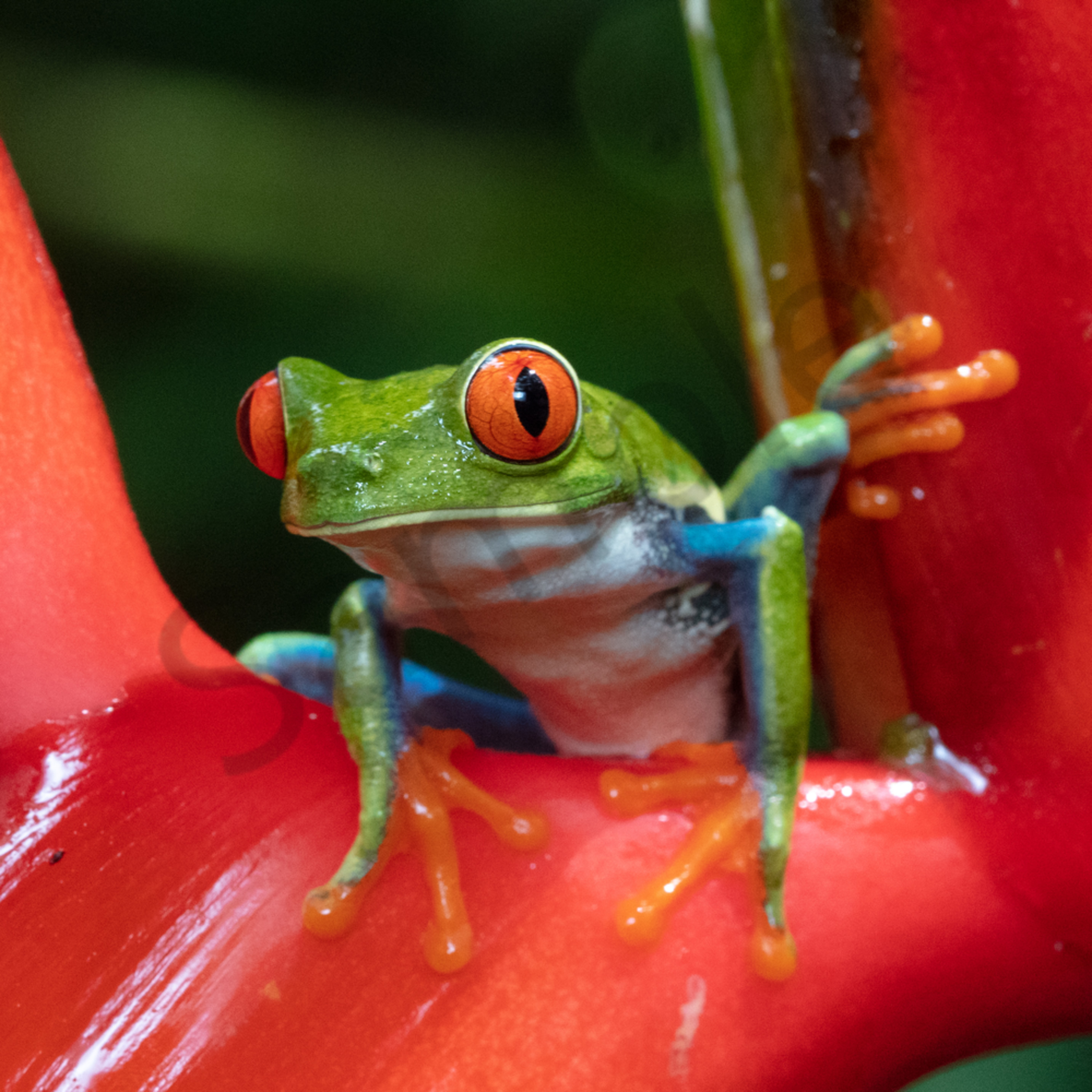 purple red eyed tree frog for sale