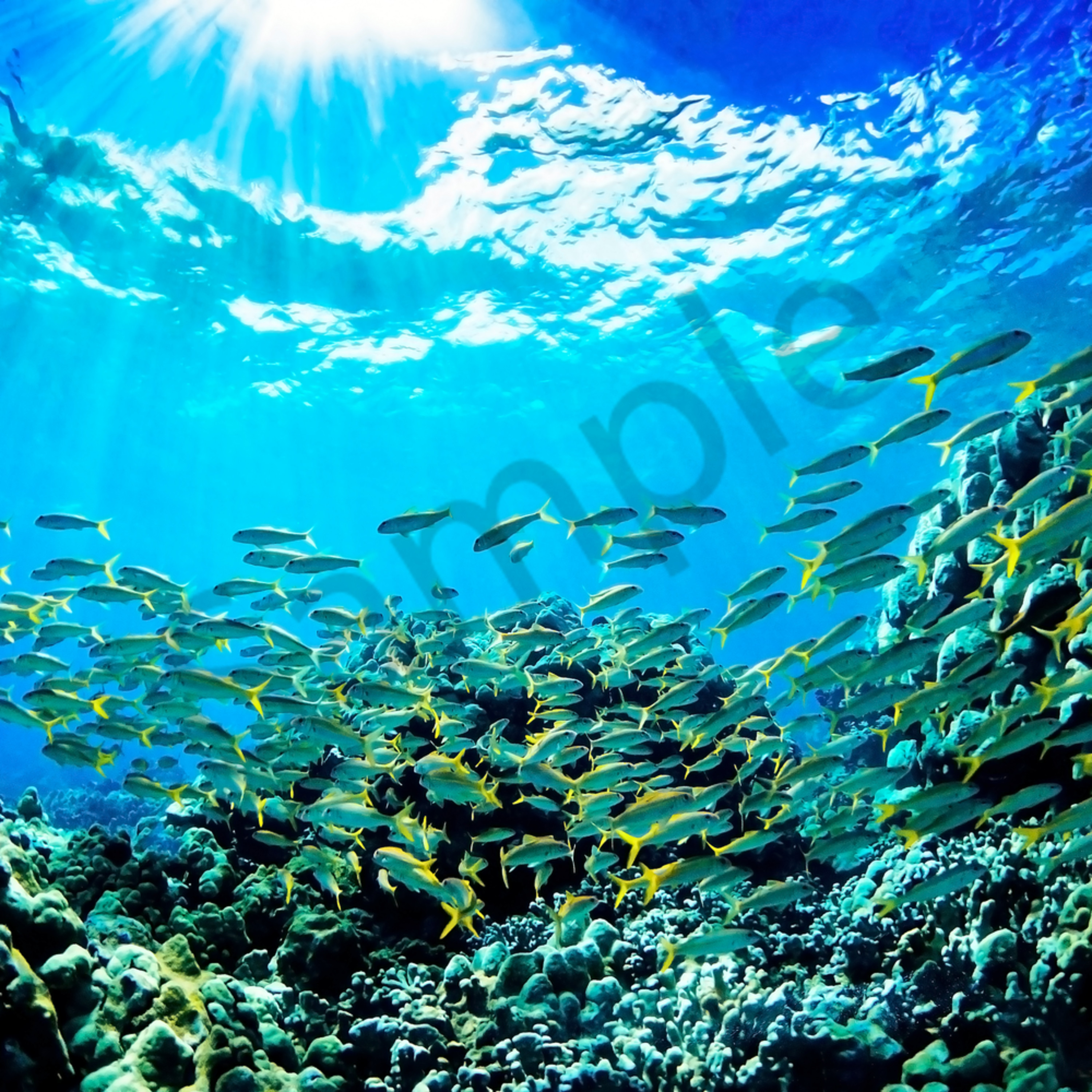 this beautiful school of fish was taken in maluaka wailea maui the coral and reef with fish reminds you of being in an aquarium the sun gleams from