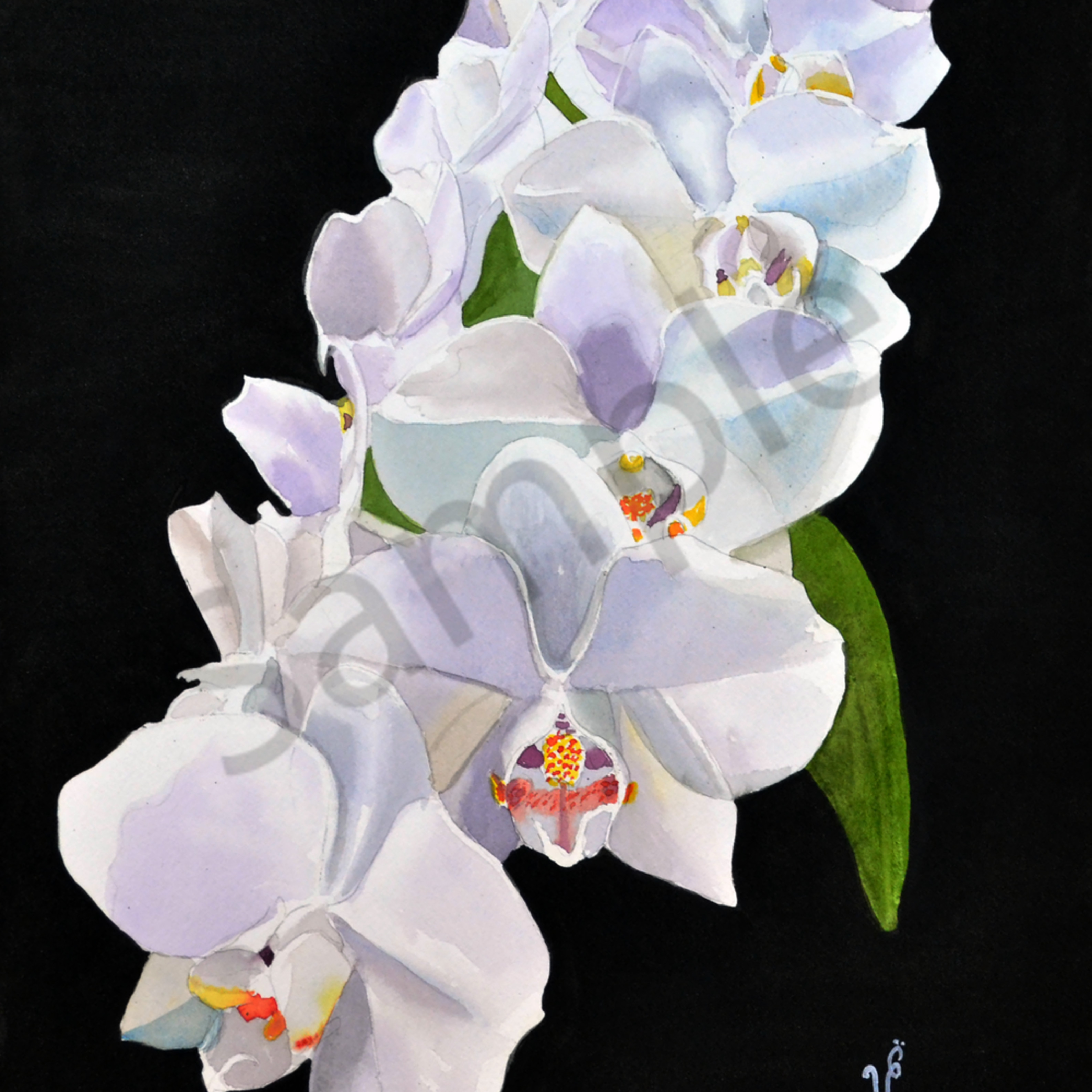 A Watercolor Painting Of White Orchids Prints Available
