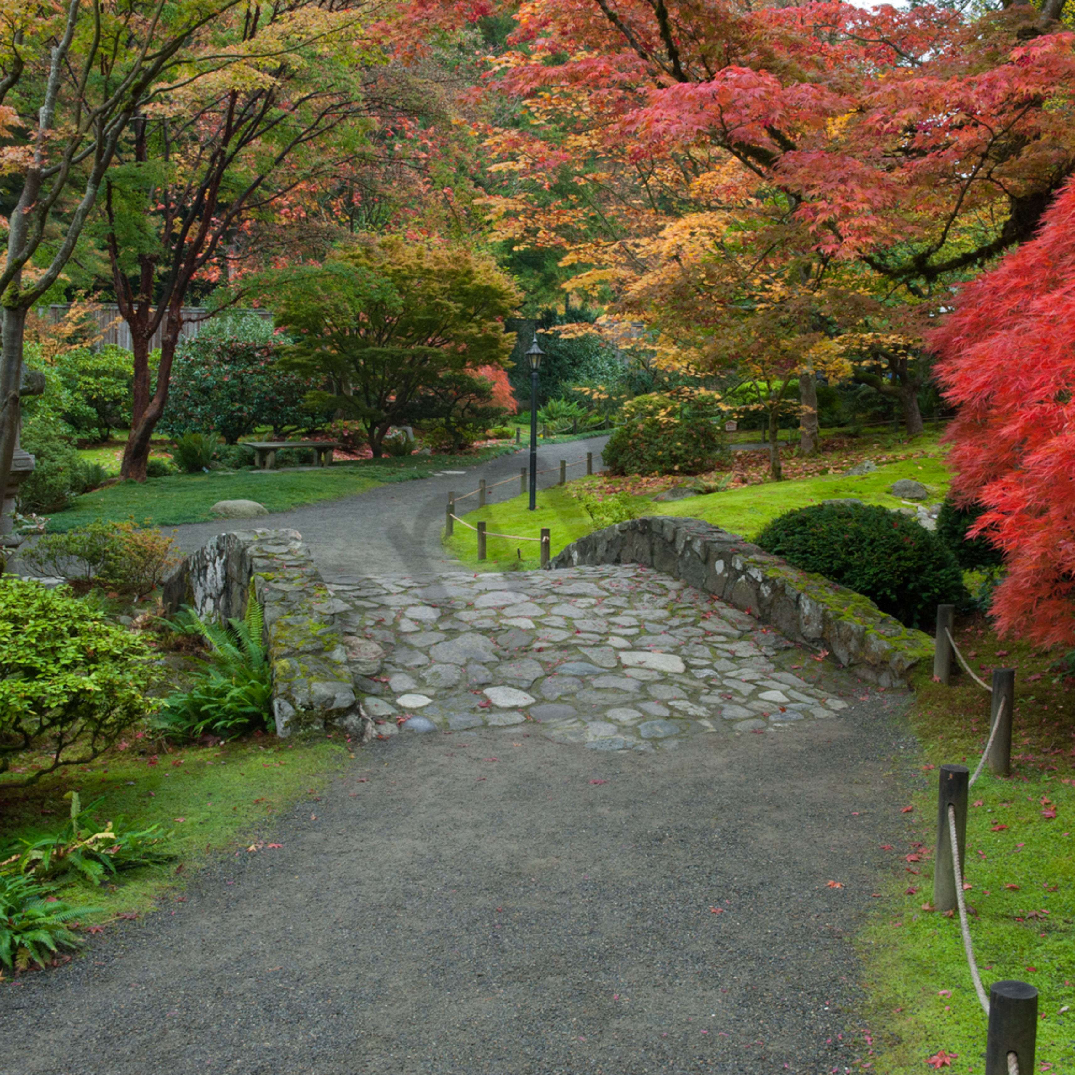 Fall colors in the Japanese Garden in the University of Washington