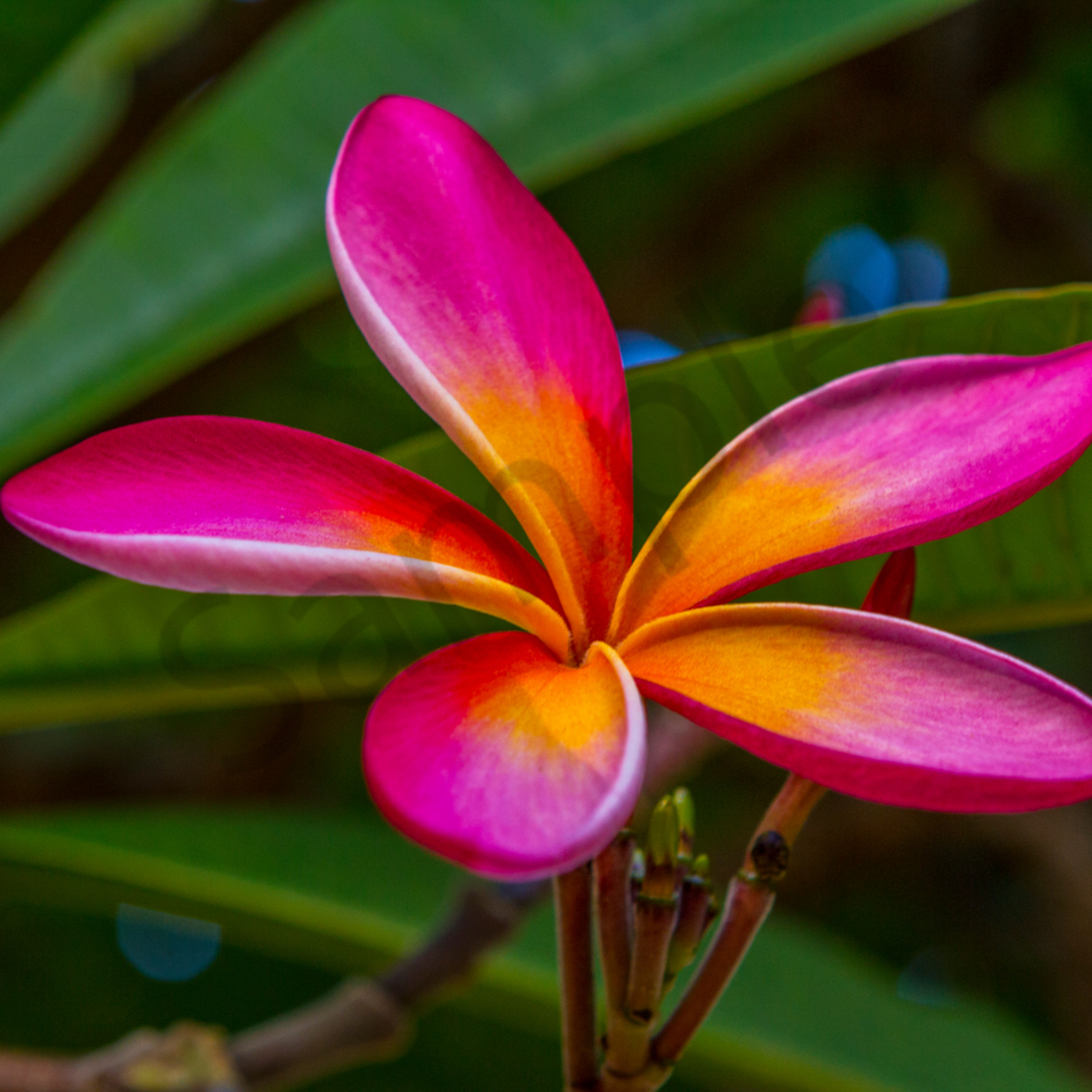 Hawaii Florals Pink Plumeria By William Weaver