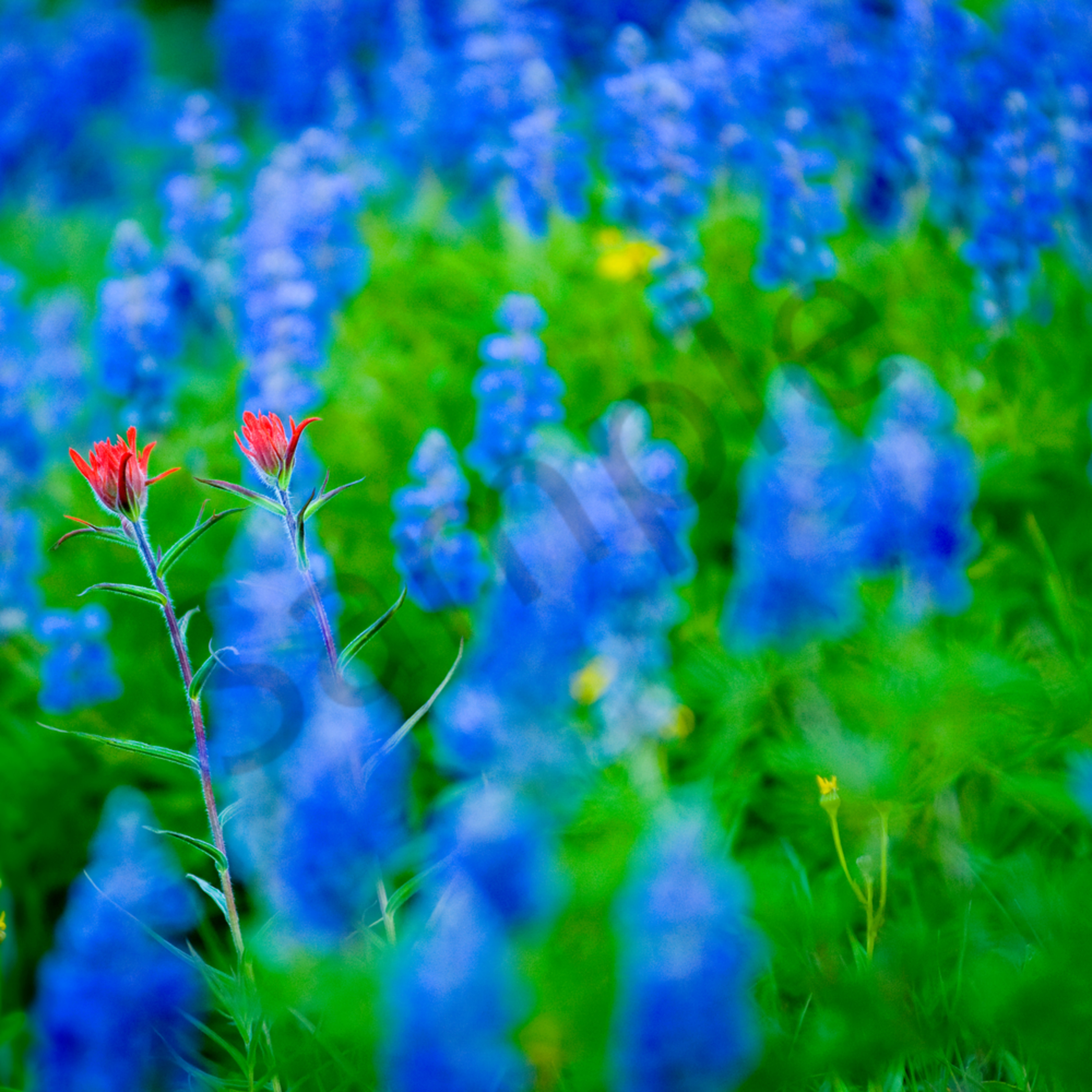 Indian Paintbrush And Lupine One day i'll make it to texas in wildflower season. indian paintbrush and lupine