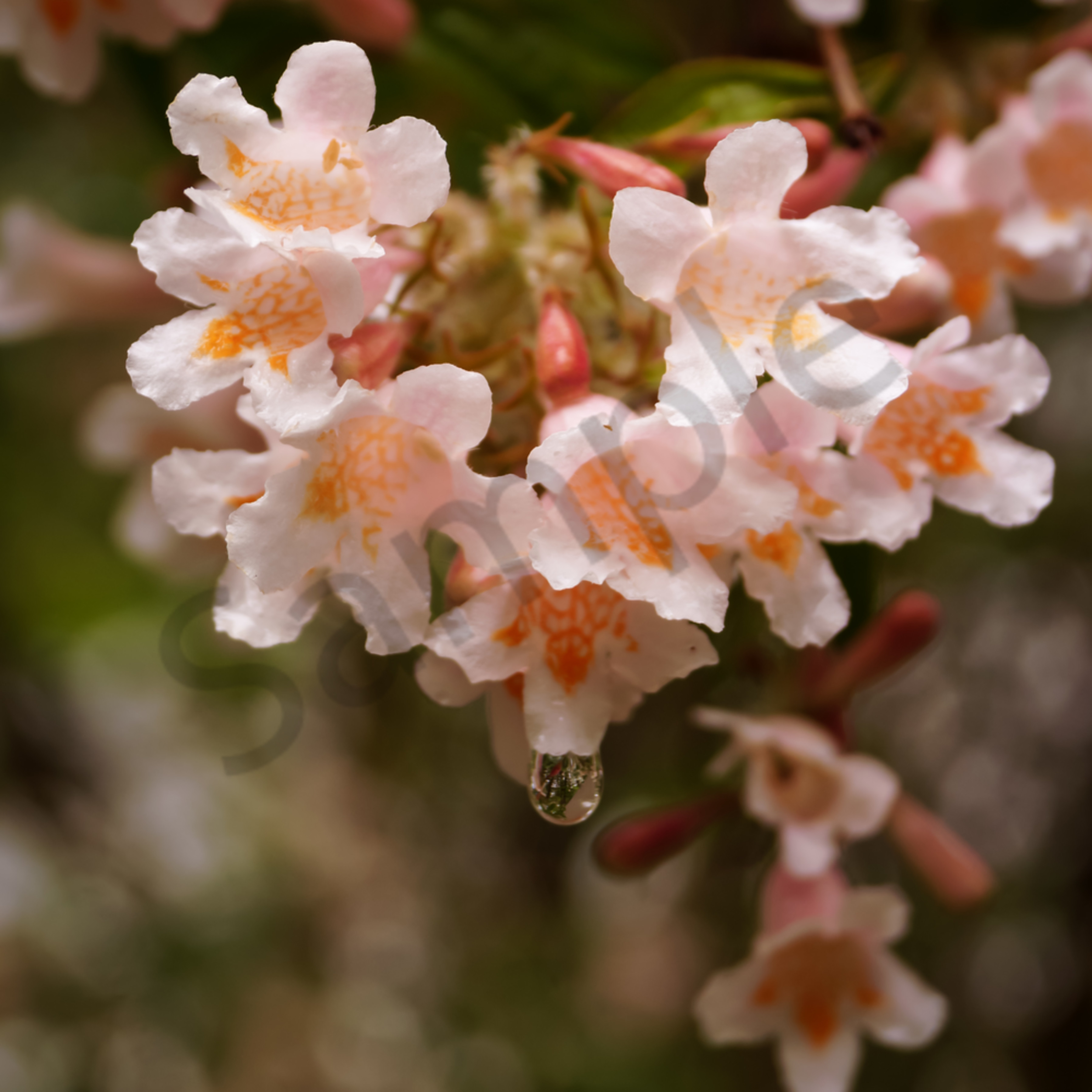 Pink And Peach Color Floral Photograph Of Abelia Honeysuckle Blossoms And Raindrops For Sale As Fine Art By Sage Balm
