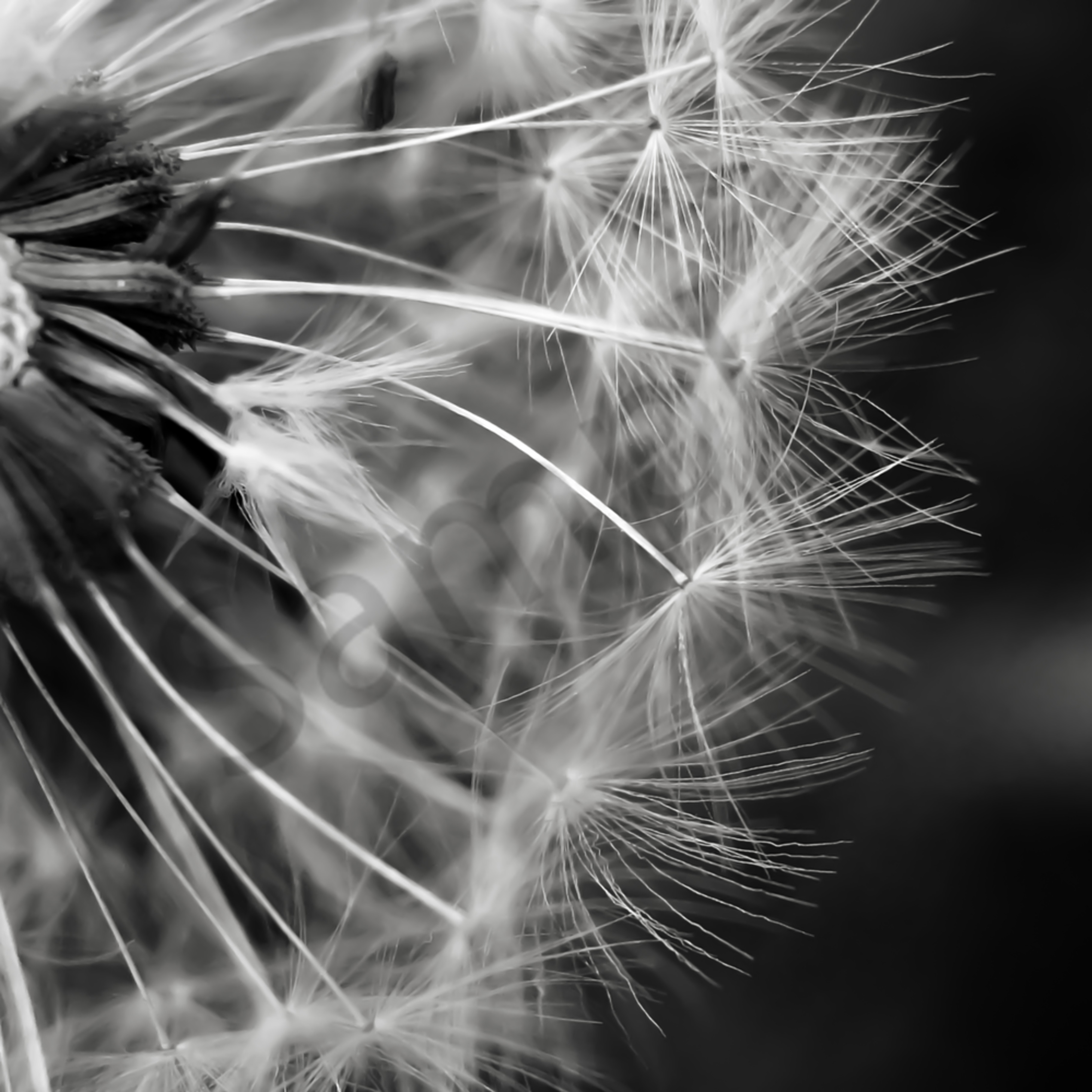 Abstract Black White Photograph Of Dandelion Fluff For Sale As Fine