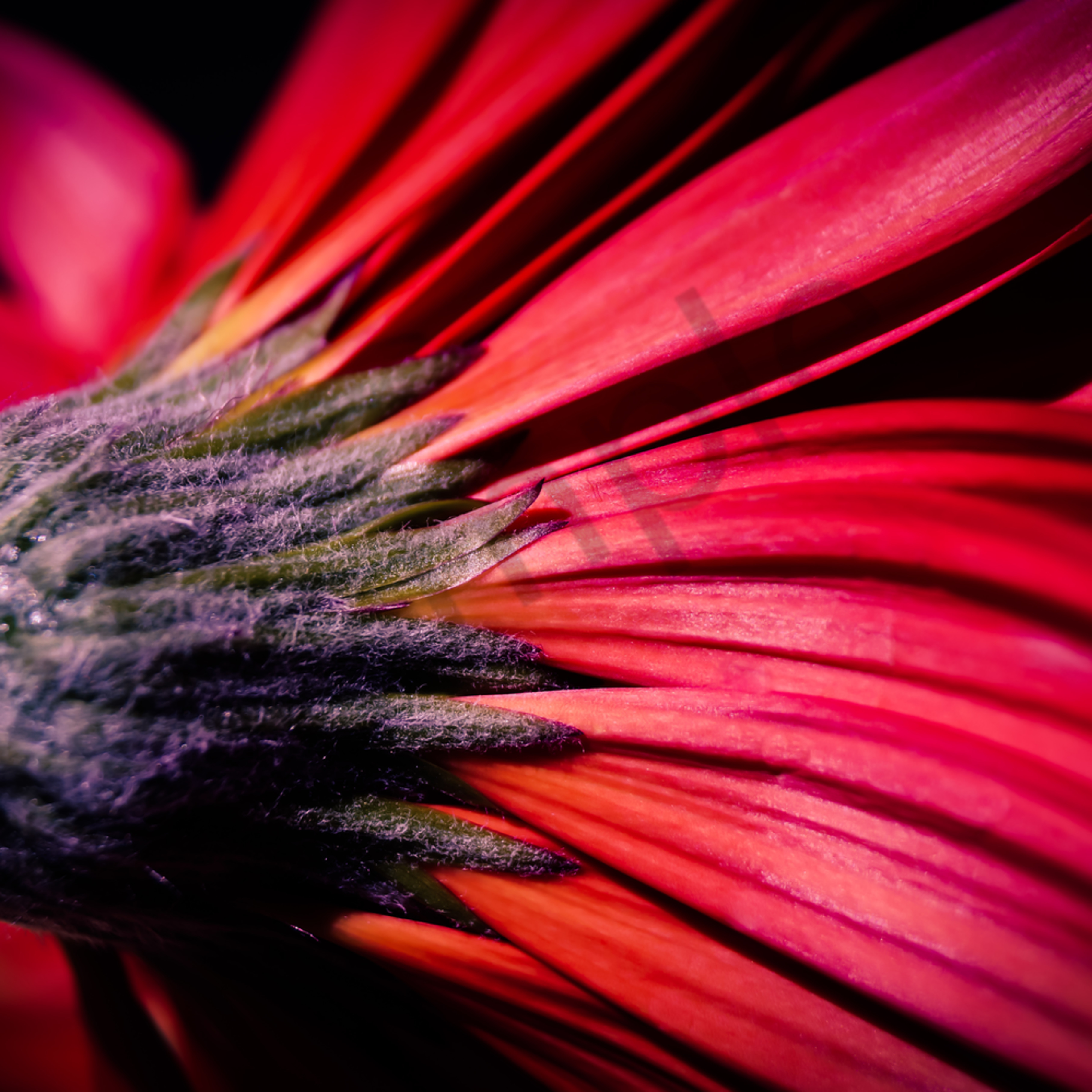 Abstract Floral Photograph Of A Red Gerbera Daisy For Sale As Fine Art