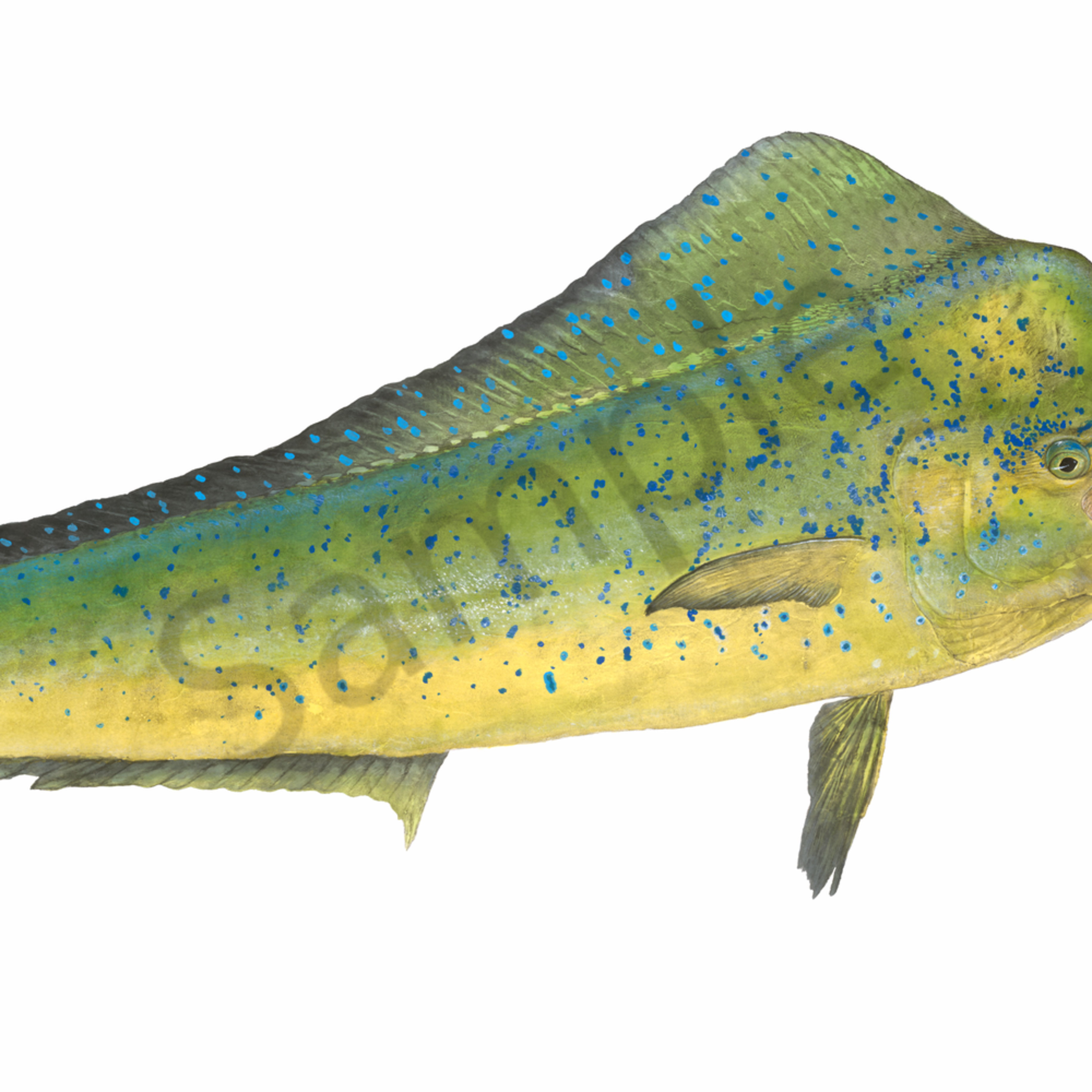 Traditional Gyotaku Paintings Bullhead Mahimahi By Desmond Thain