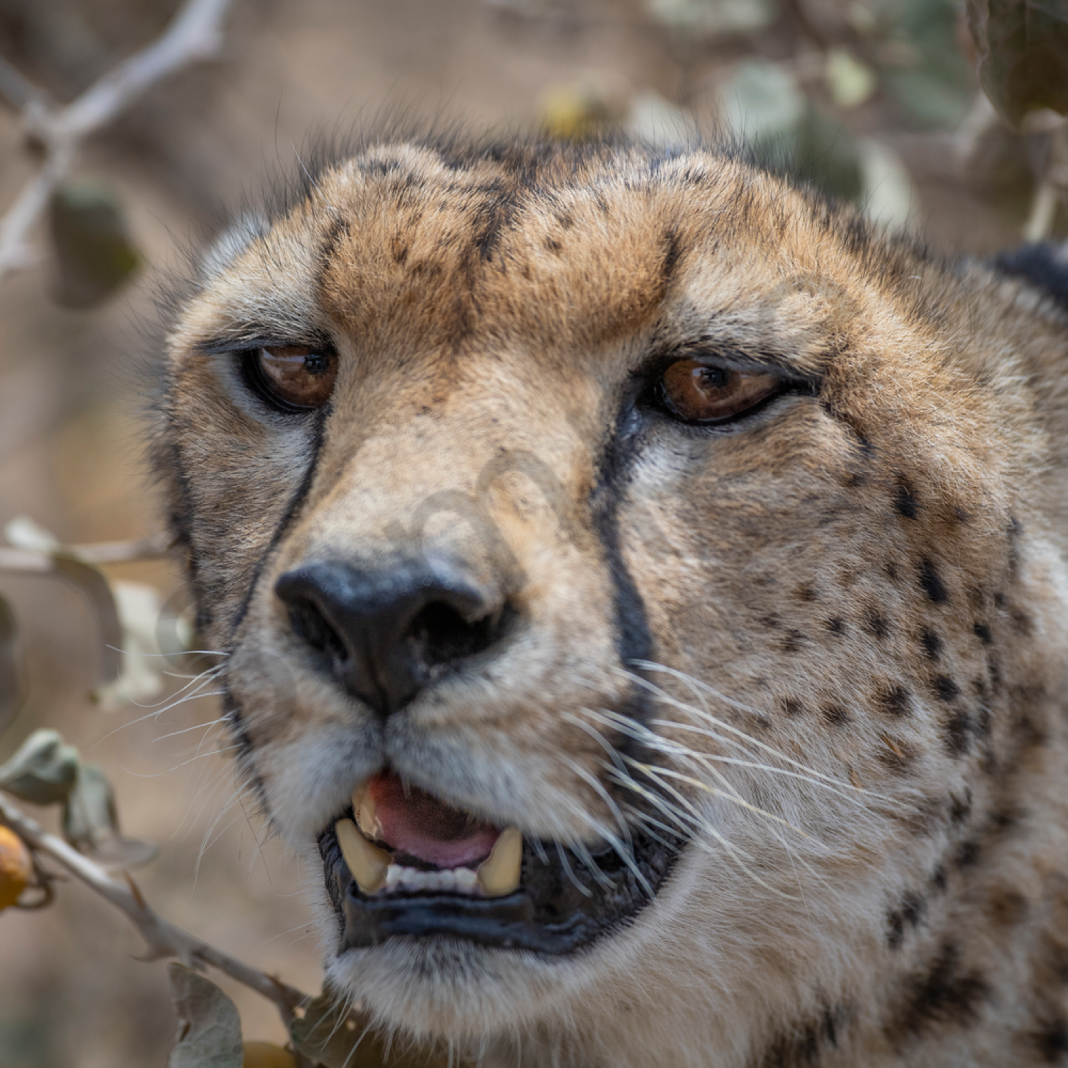 A Cheetah Hides From The Hot African Sun Fine Art Photography Prints Jp Sullivan Photography Inc Download cheetah close up images and photos. photographs photography
