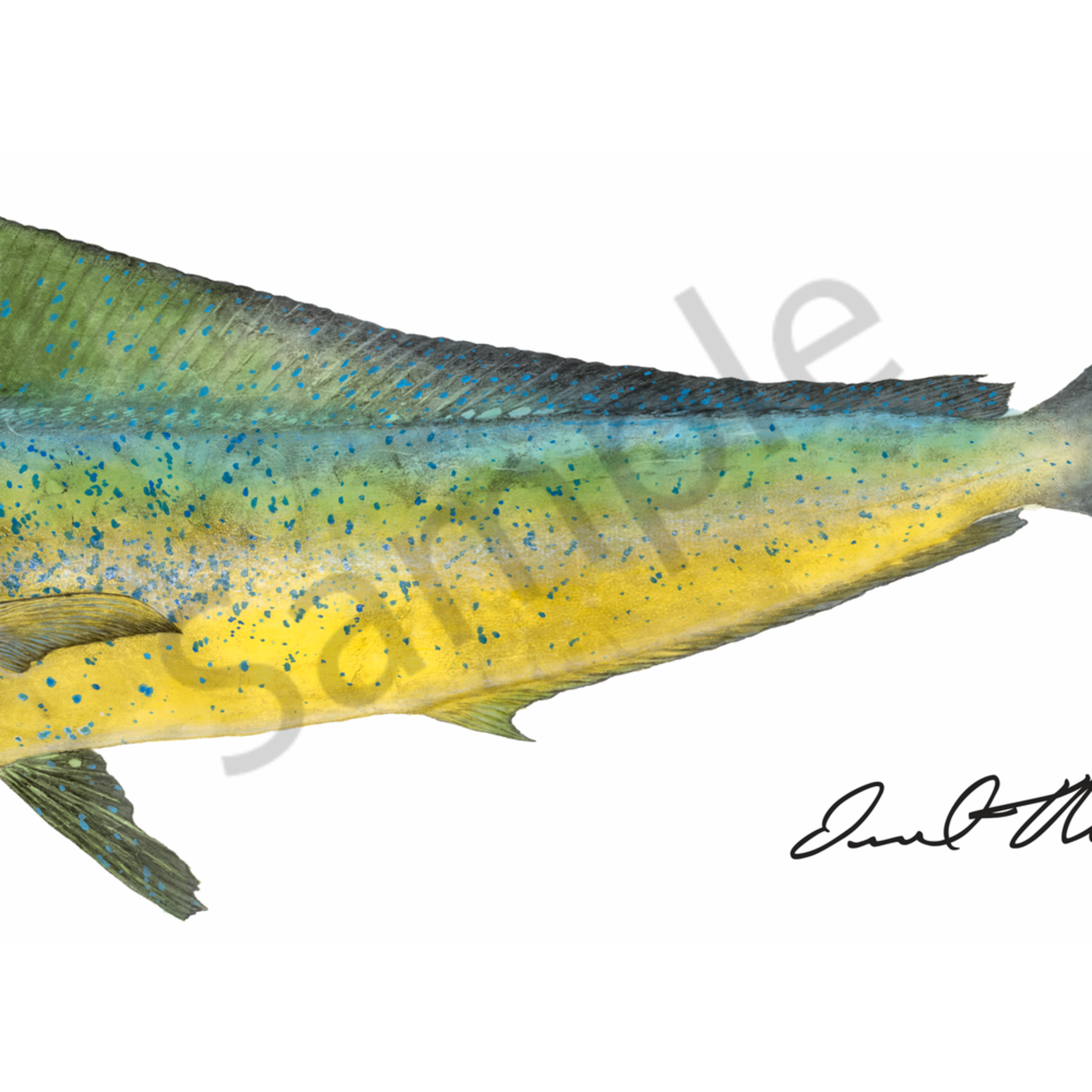 Traditional Gyotaku Paintings Mahi Tacos By Desmond Thain