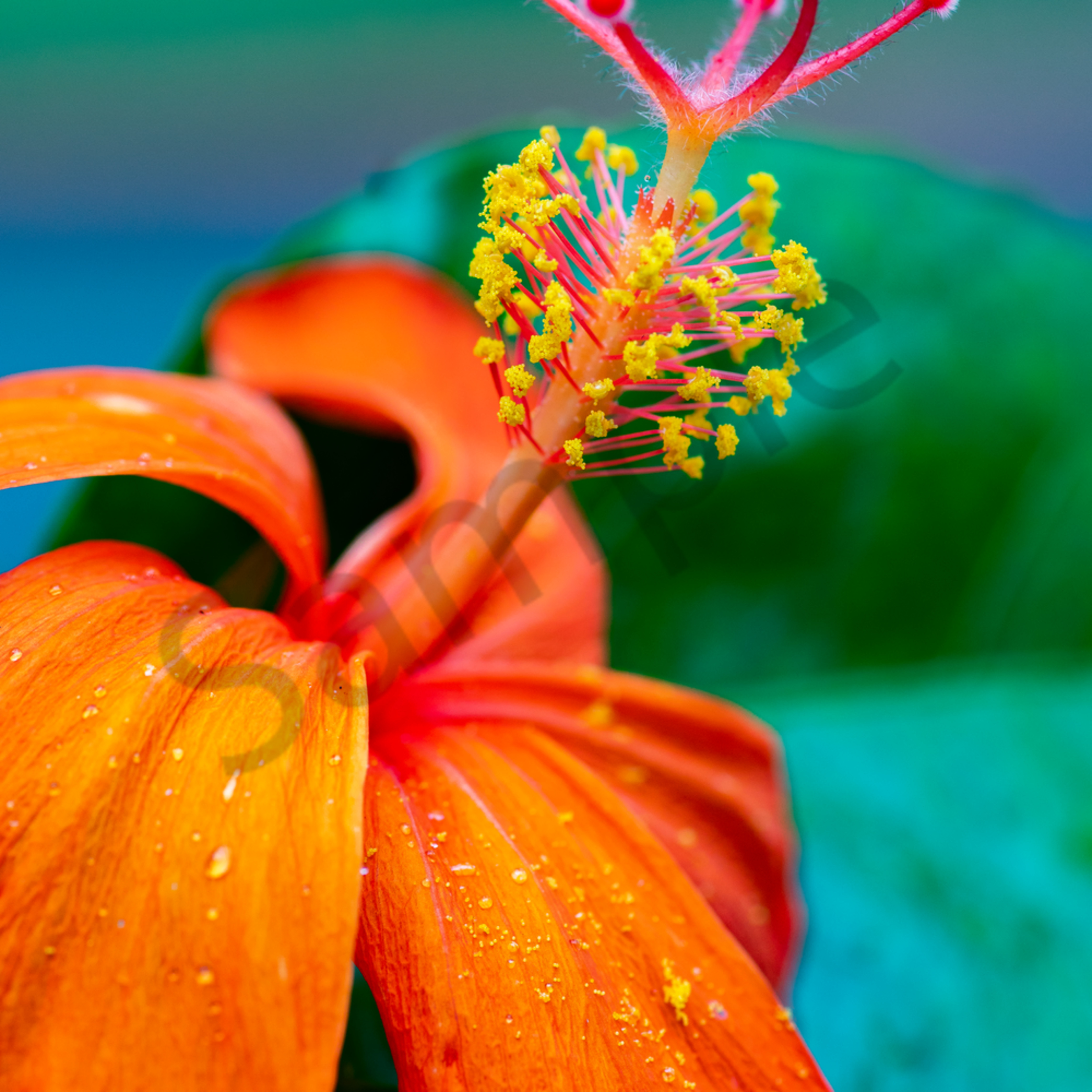 Hawaii Florals Rare Native Hibiscus by William Weaver