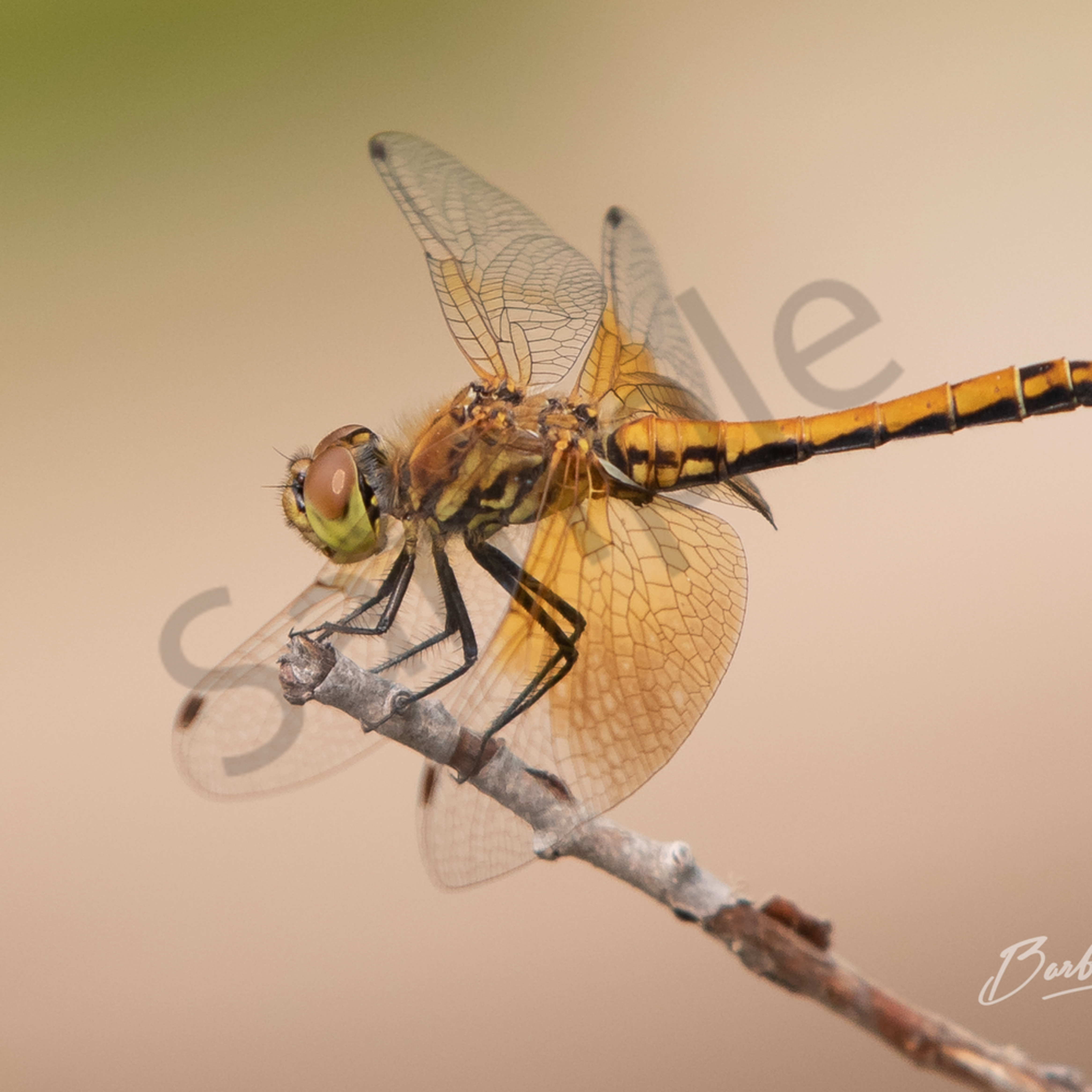 Golden Dragonfly Photo For Sale By Barb Gonzalez Photography