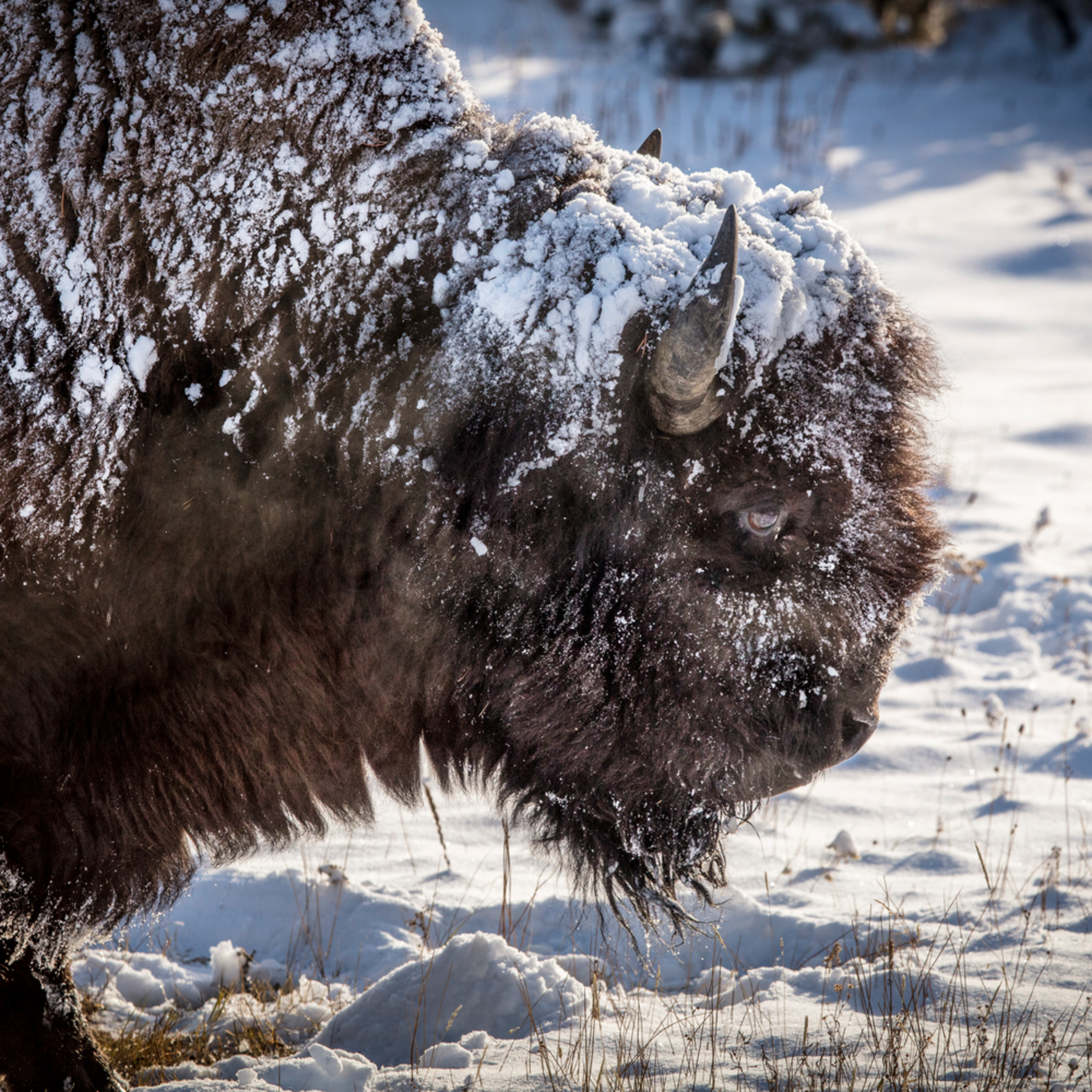 Bison And Snow Yellowstone Wyoming By Curt Peters