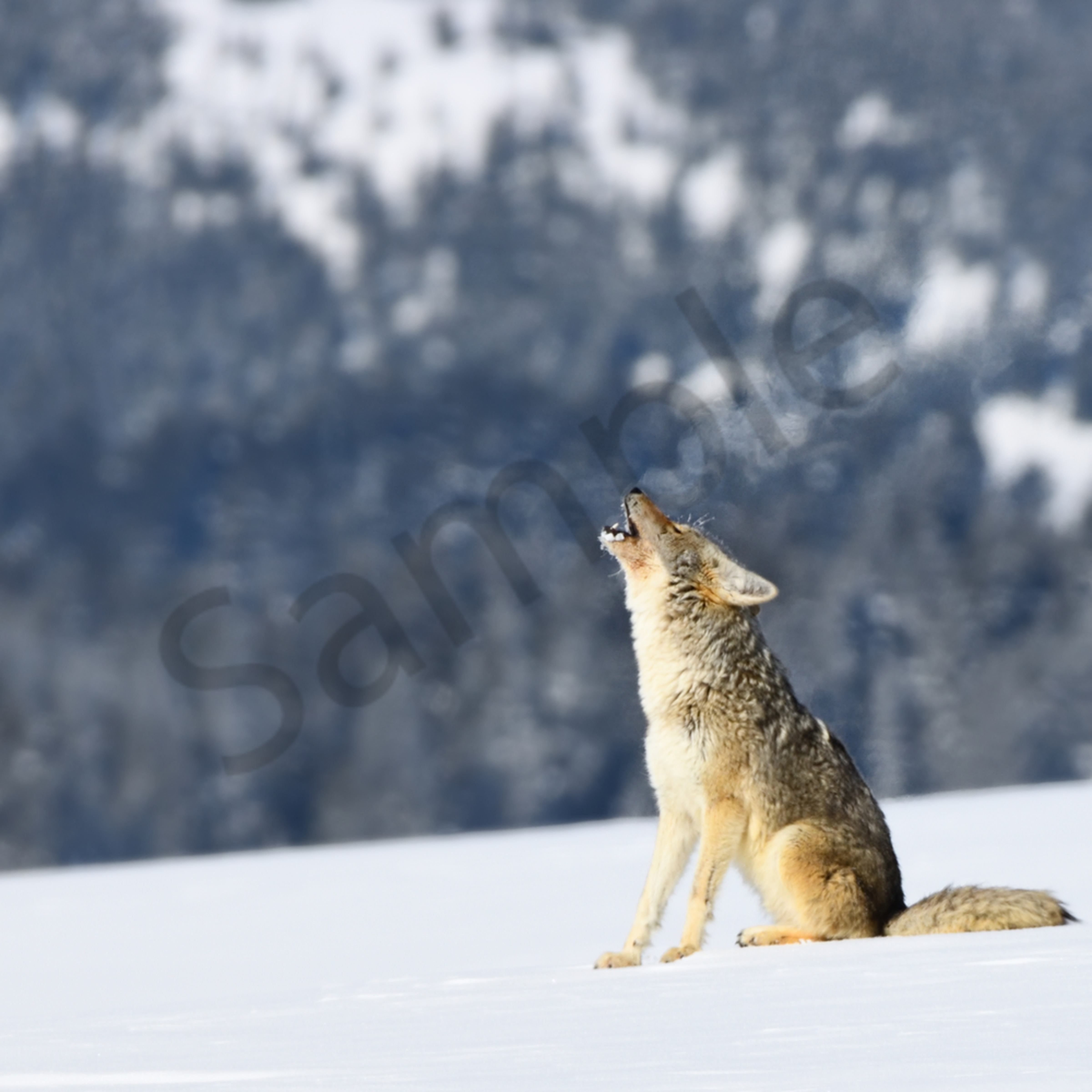 coyote cloudwing coyote cloudwing