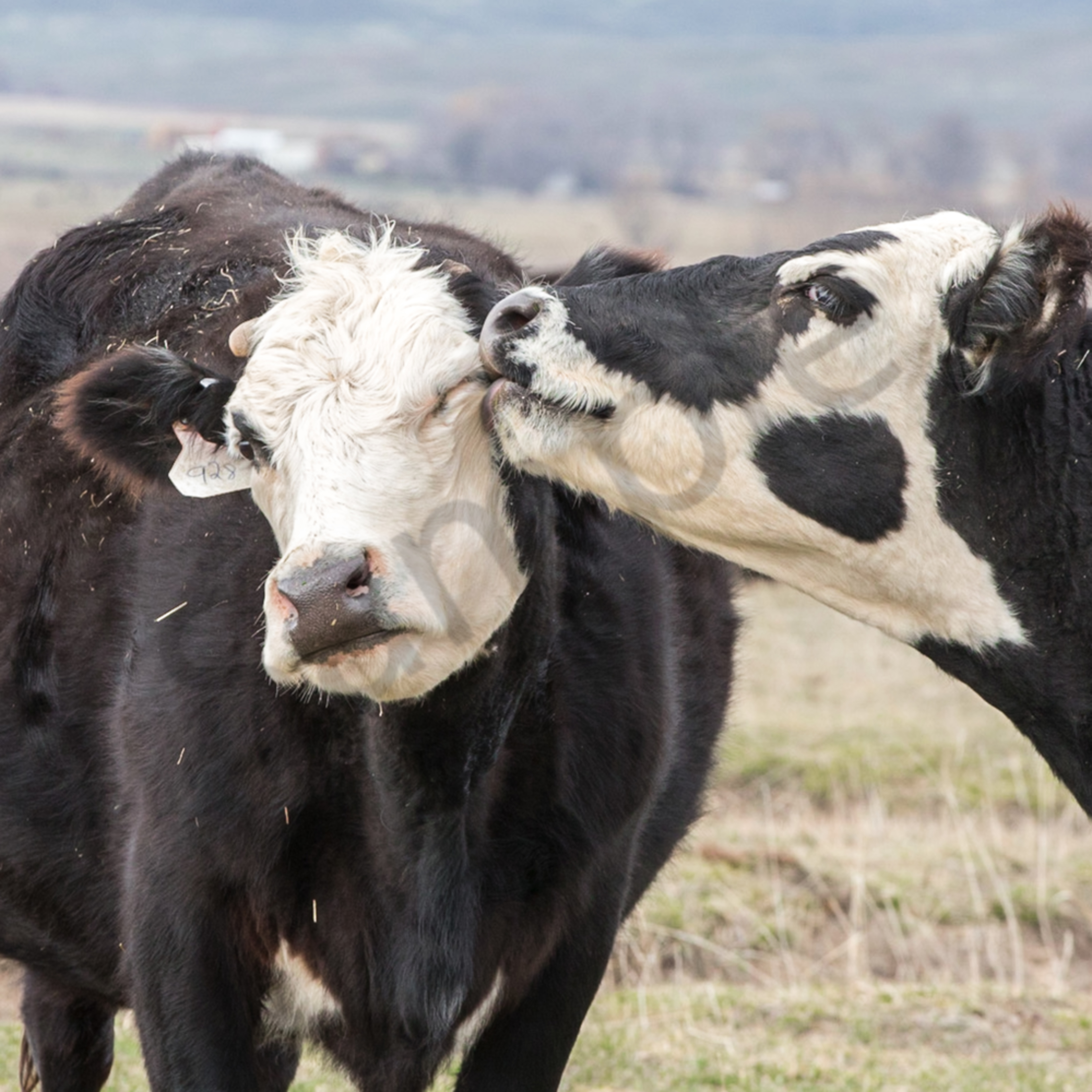 Kissing Cows Photography Art Barb Gonzalez Photography