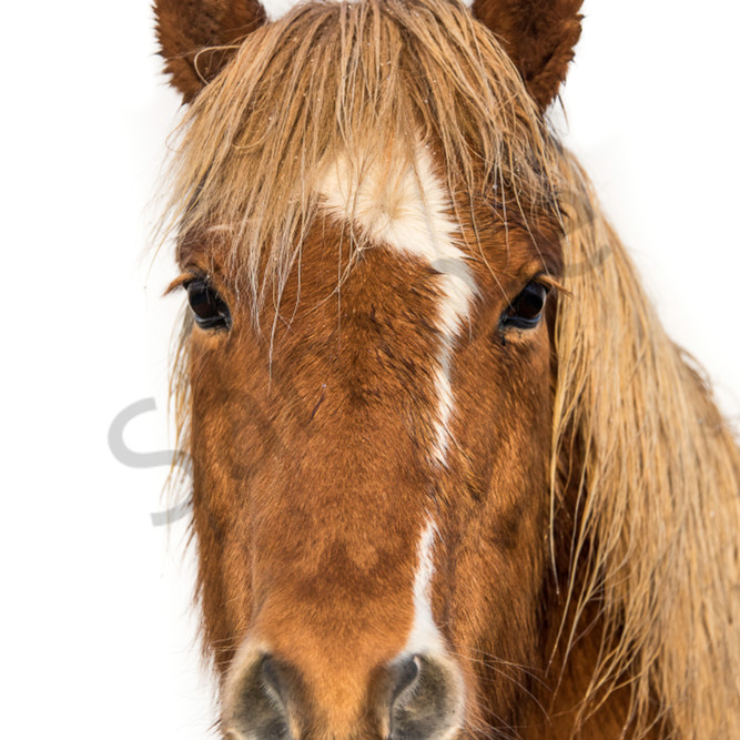 Collection 101+ Images brown horse with white stripe on face Excellent
