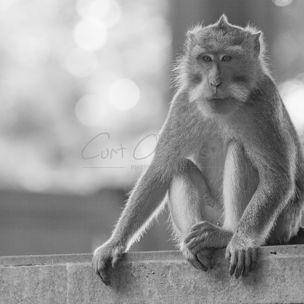 Ubud sitting monkey wsgjsr