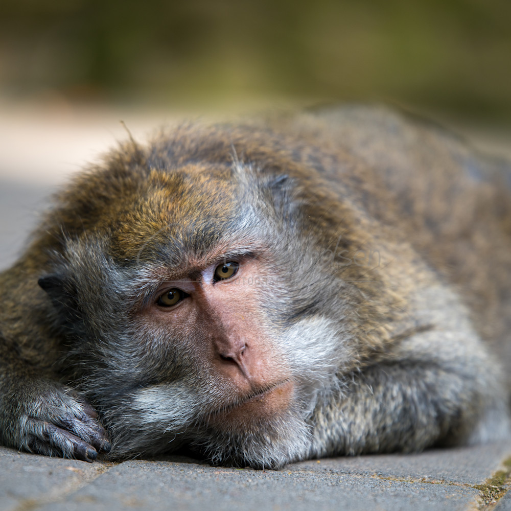 Ubud resting monkey rr8yzl