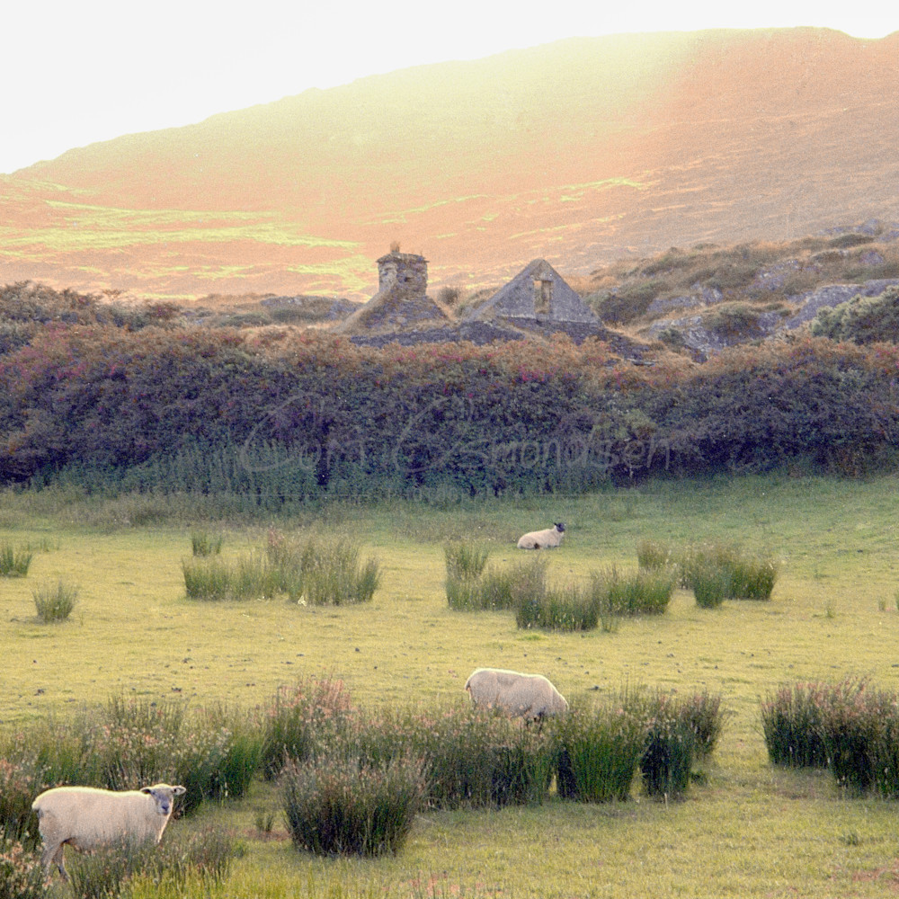 Irish sheep farm 2 gnnmz1