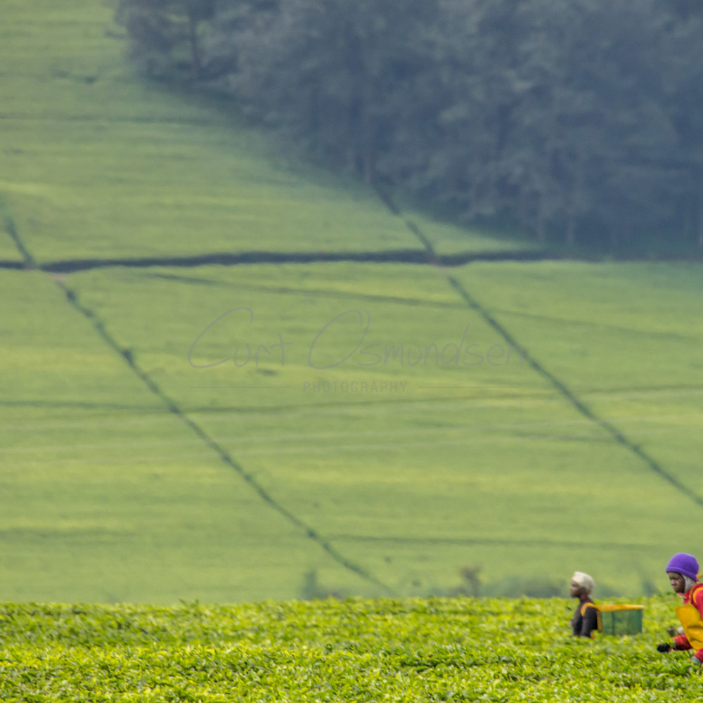Kenyan tea farm gplmfx