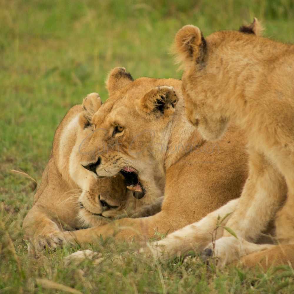 Kenyan lions snuggle u45lhh