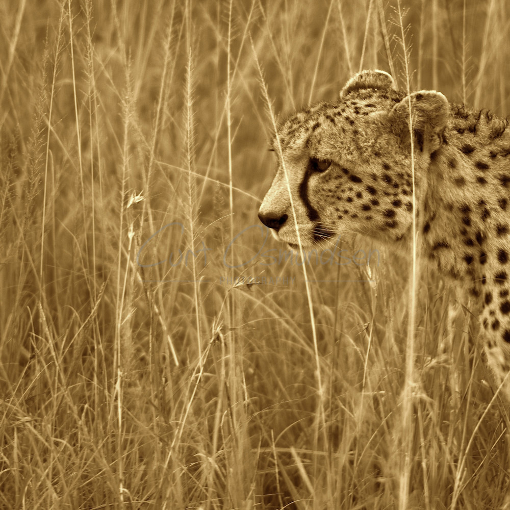 Sepia kenyan cheetah iyc91h