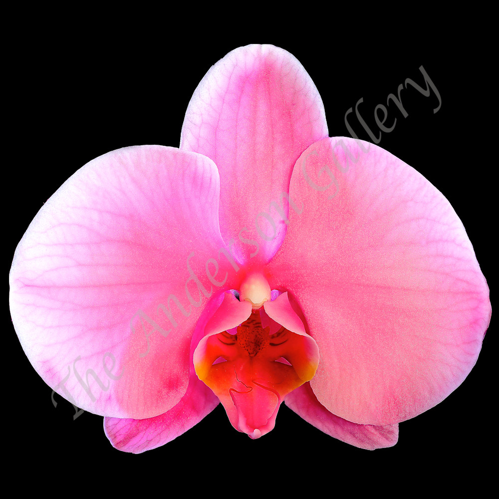 Floating pink orchid flattened sharpened cropped sized for asf poo1qu