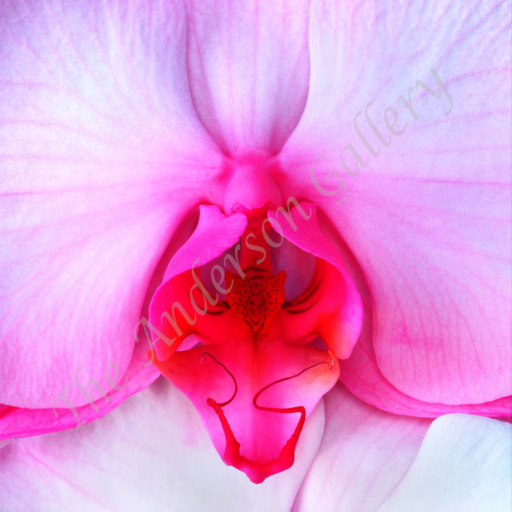Vert pink orchid panorama1 flattened sharpened cropped sized for asf phw2oz