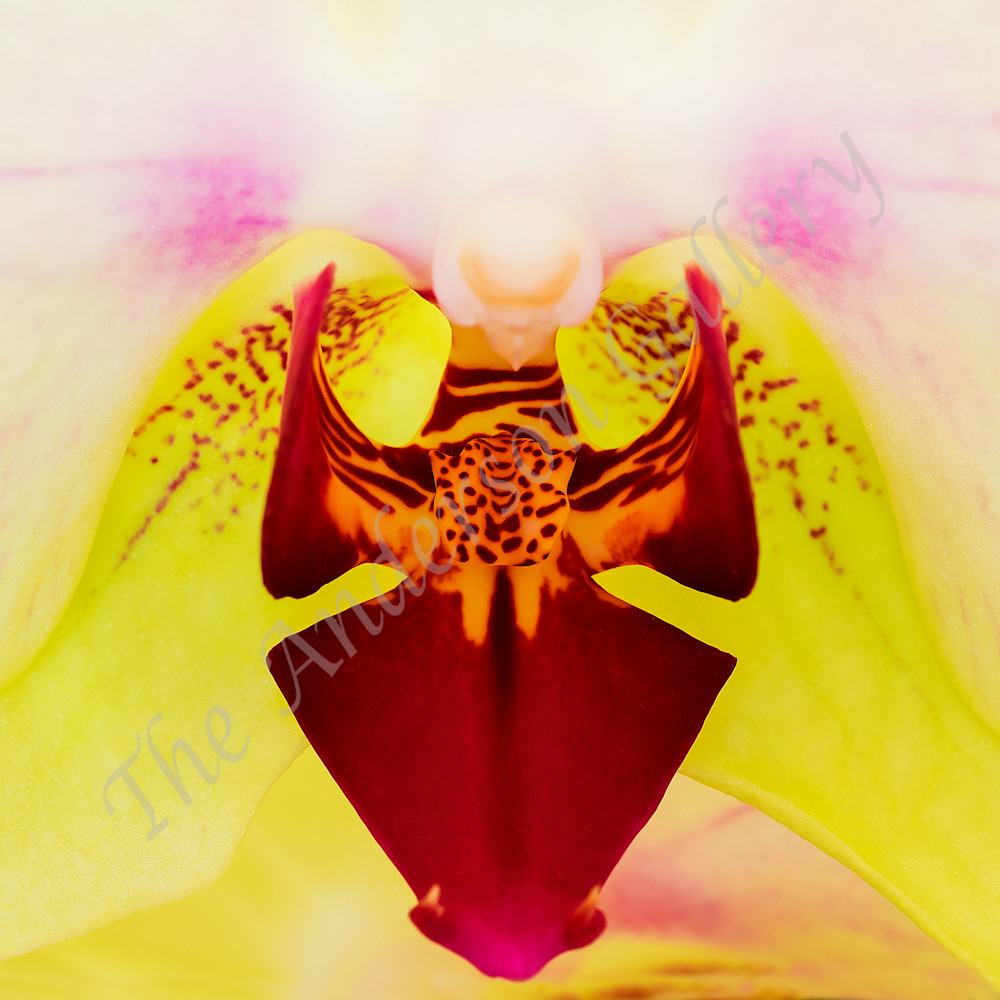 Orchid macro num 6 flattened sharpened cropped sized for asf kfvhgf
