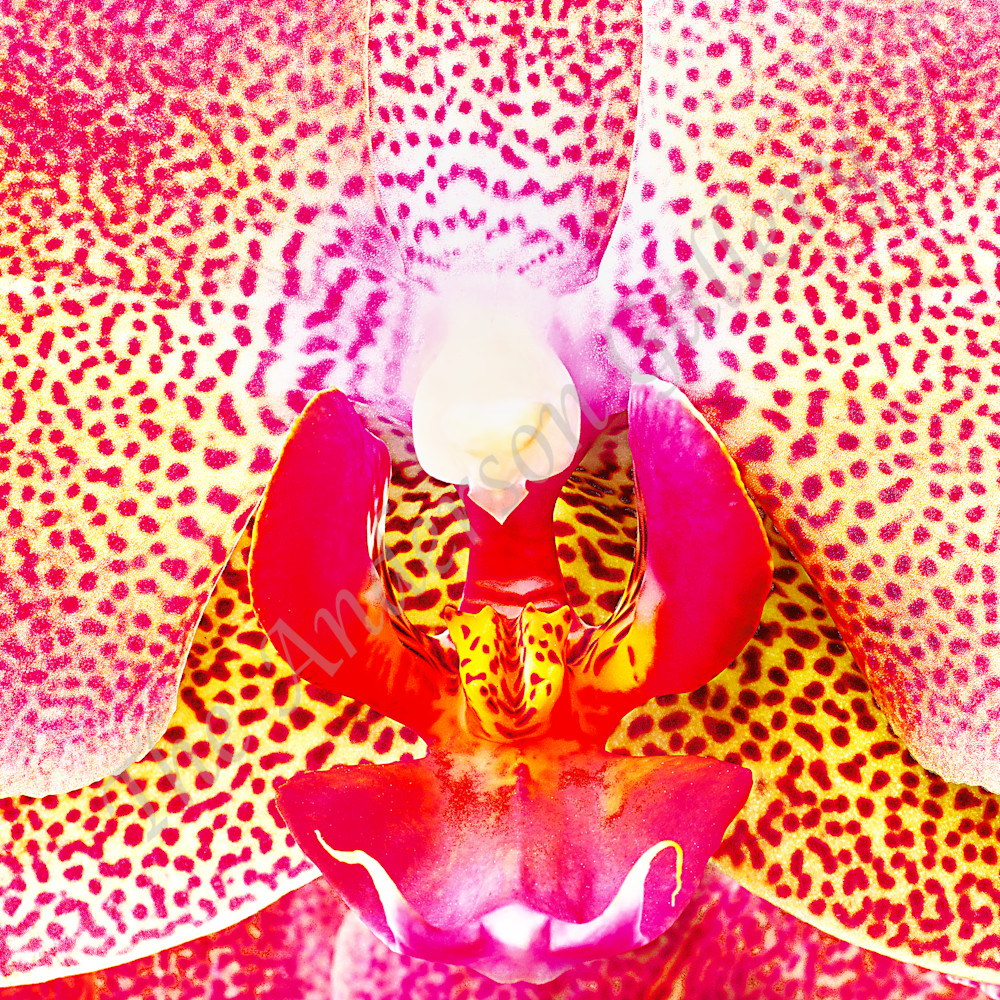 Tiger orchid flattened sharpened cropped sied for asf zuutg1