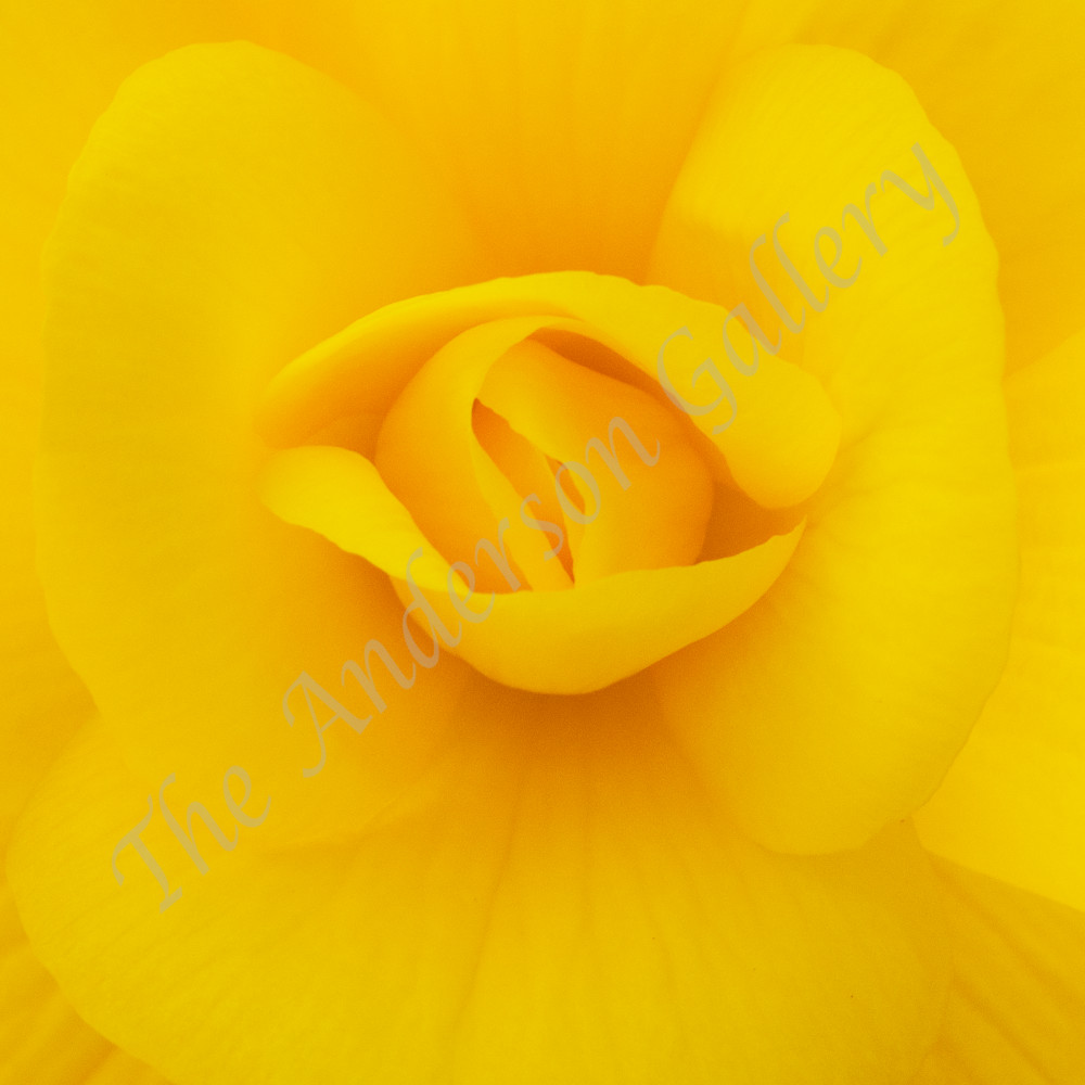 Yellow begonia num 2 flattened sharpened cropped sized for asf nvfkzs