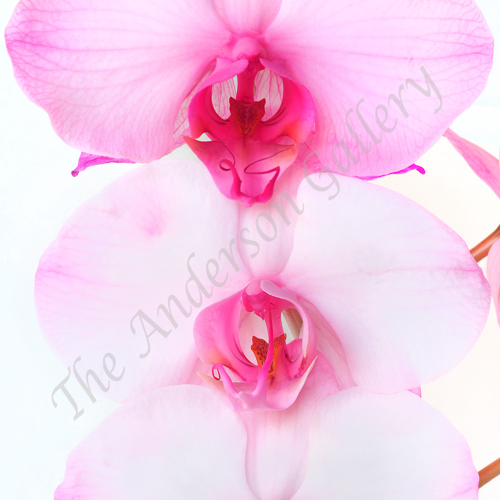 Vertical triple pink orchid panorama1 cla flattened sharpened cropped sized for asf qzhwta