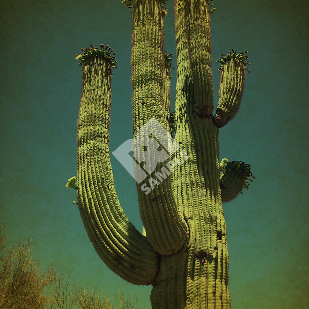 Saguaro i cs6trv