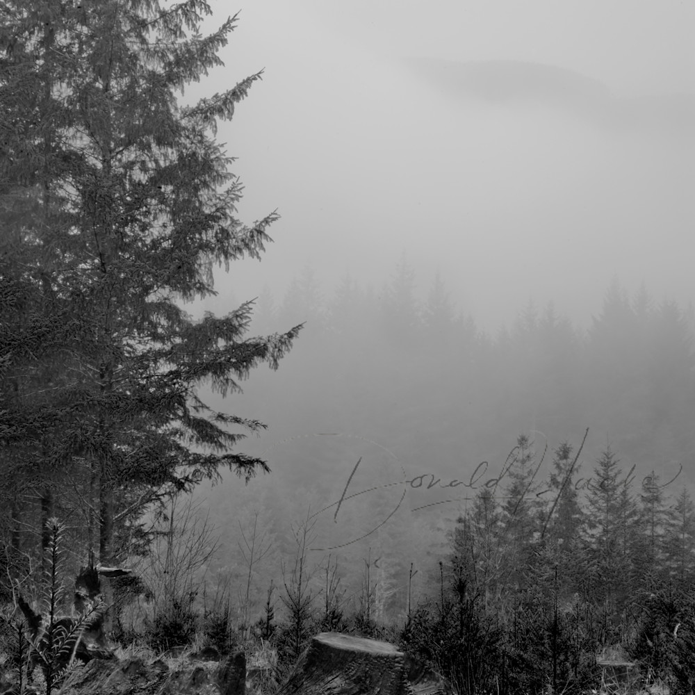 Oregon fog in forest zvoxrb